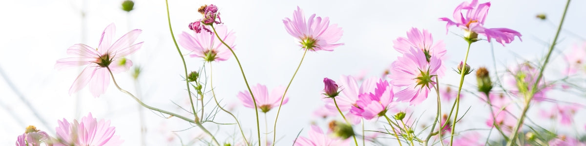 Menopause + Perimenopause