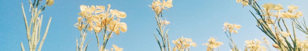 shop all sleepwear banner yellow flowers on sky blue background.