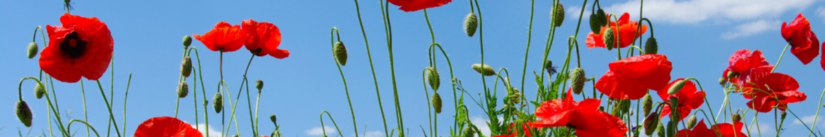 Sleep Dresses + Nightgowns